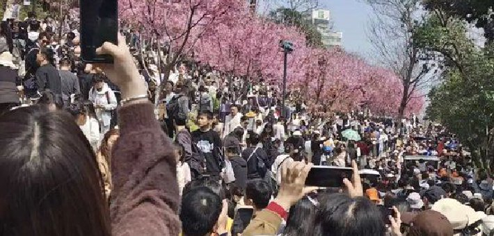 人人人人花花人人人人！这，是上周末的武汉！