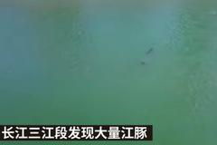 湖北宜昌長江三江段發現大量江豚