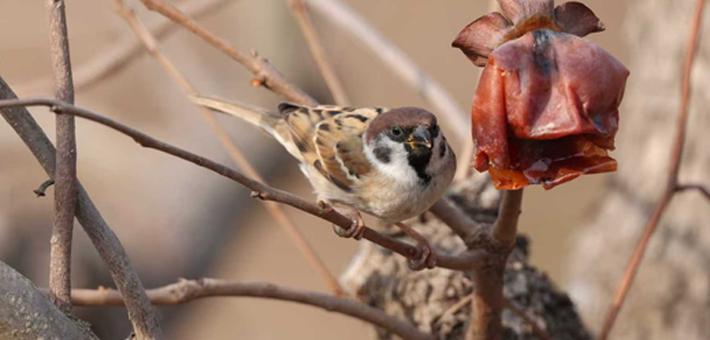 黄河滩地公园成鸟类“公共餐厅”