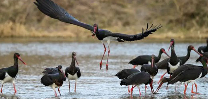 河南迎“鸟界团建”
