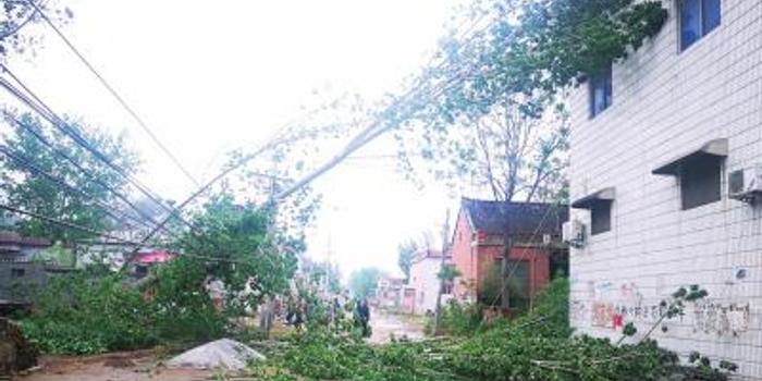 鹤壁大风刮倒大树压断高压线 几百户村民停电