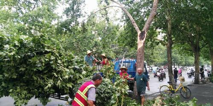 郑州:一场对流雨 倒下五棵树 忙坏绿化人