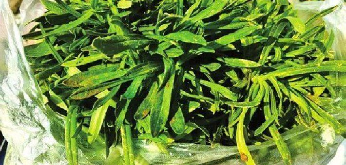 快收藏这些郑州挖野菜的好去处