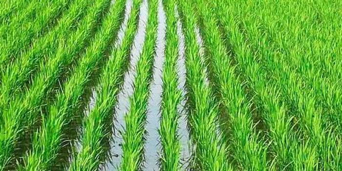 冰城新品水稻将在富锦建百公顷示范区 
