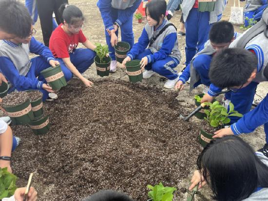 图5 学生配置营养土并将绣球花和玉簪花幼苗移栽至花盆