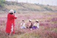 长沙初冬“粉色花海”美成诗