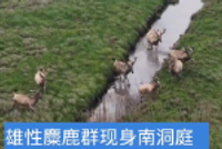雄性麋鹿群现身南洞庭