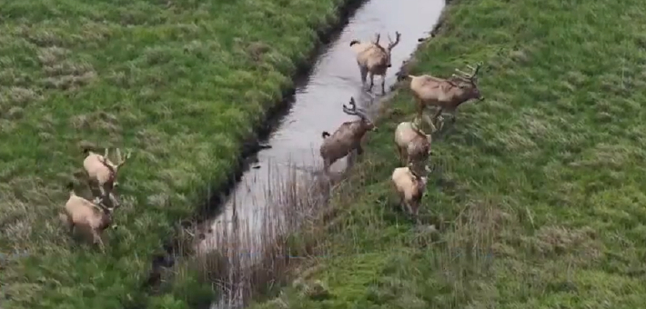 雄性麋鹿群现身南洞庭