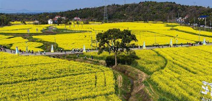 攸县宁家坪春天的油菜花