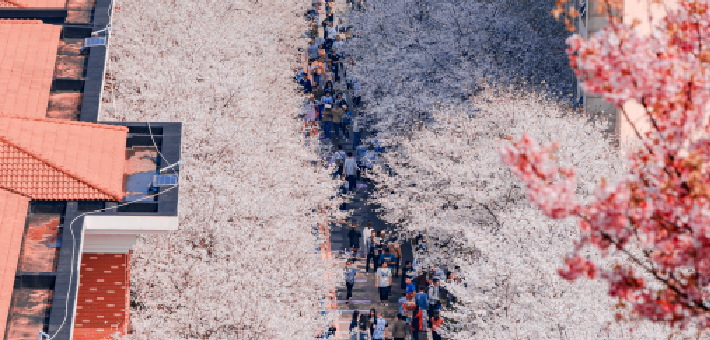 长沙免费赏樱巴士来了