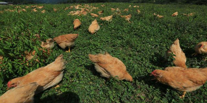 打造湖南最大家禽扶贫养殖基地 石门土鸡助致