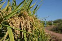 晚稻亩产911.7公斤！普通生态区双季稻亩产超1500公斤，实现重大突破