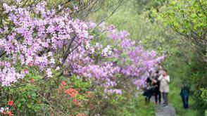 漫山遍野的杜鹃红