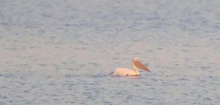 鄱阳湖首录白鹈鹕新种