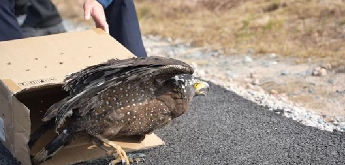 赣州救护动物放归自然