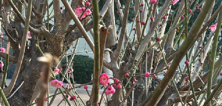 立春南昌赏梅正当时