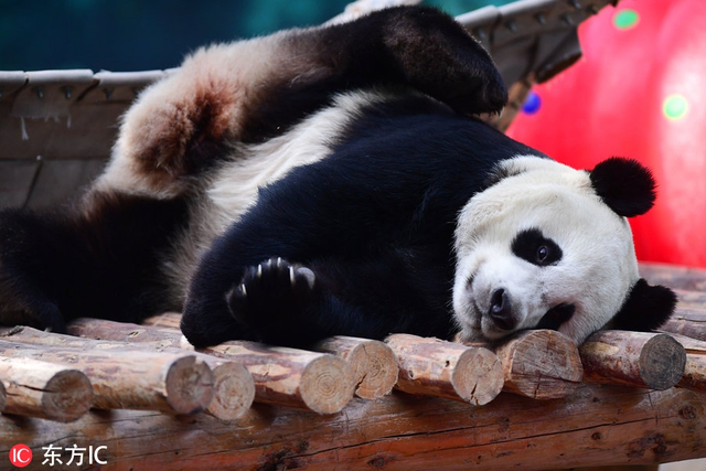 沈阳动物园熊猫