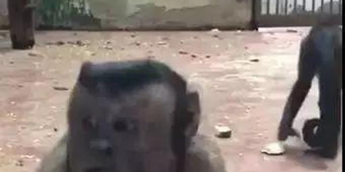 网上爆红的人脸猴竟来自天津动物园