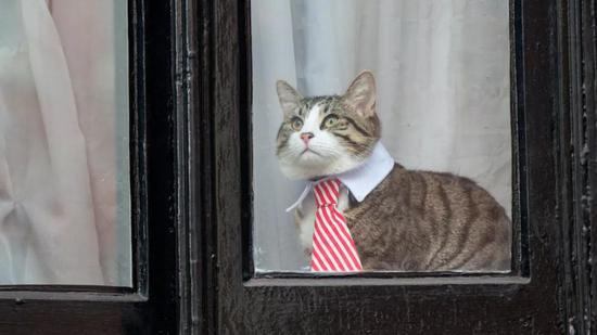 阿桑奇的猫