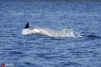 加拿大海洋学家目击到极罕见白化逆戟鲸
