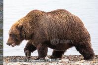 犀浦美格淋浴器售后维修免费电话