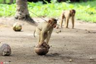 印尼人捕捉长尾猴 帮采摘椰子