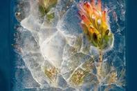 南非摄影师制作“冰块鲜花 ”