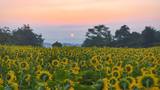 貴州銅仁：油葵迎來盛花期 游客駐足金色花海