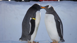 新疆哈密：企鹅“萌主”入驻雪乡