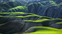 《绿韵》摄影：@逍遥子高远