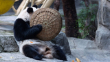 重庆：大熊猫“渝可”“渝爱”开心吃果憨态可掬