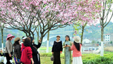 湖北宜昌：海棠花绽放 市民城中畅游花海