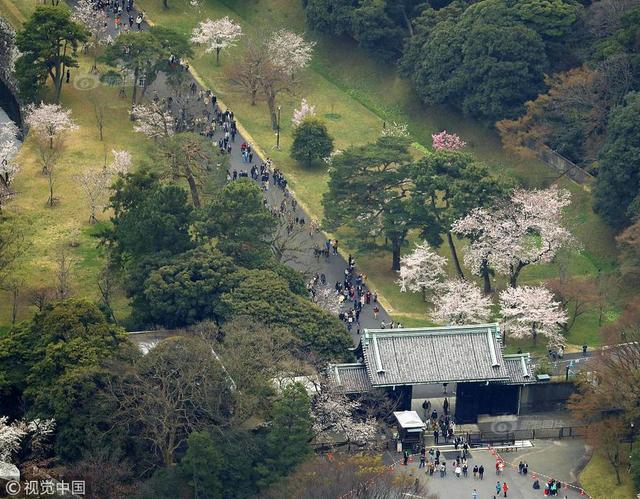 7 当地时间2019年3月30日,日本东京,日本皇宫樱花道开放