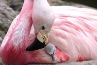  Britain: "Infertility" flamingos are stimulated to lay eggs after 15 years