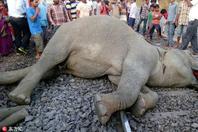 印度4头大象被火车撞飞现场