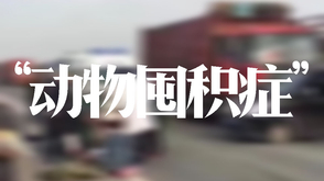 有一种病，叫“动物囤积症”