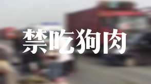 狗肉来源不明，中国应立法禁止吃狗