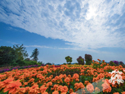 七夕要来了 送心爱的她一片花海吧