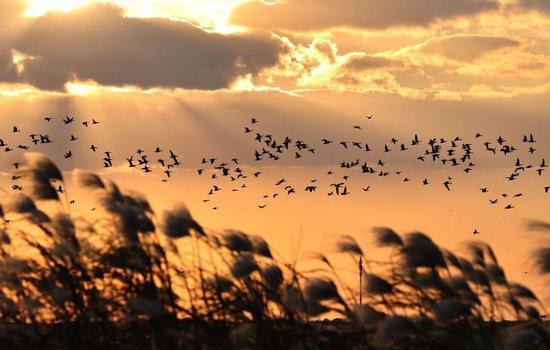  在黄河三角洲国家级自然保护区，越冬候鸟在飞翔（2023年11月12日摄）。