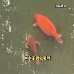 鱼多久不喂食可以不死 w300h300z1l10t10q100571.jpg