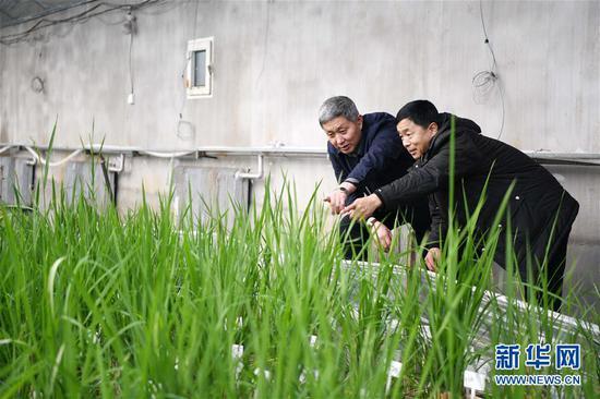 黑龙江省桦南县梨树乡种粮大户孙斌(左)在桦南县水稻分子育种研发中心温室大棚查看育种水稻长势(2019年2月2日摄)。新华社记者 王建威 摄