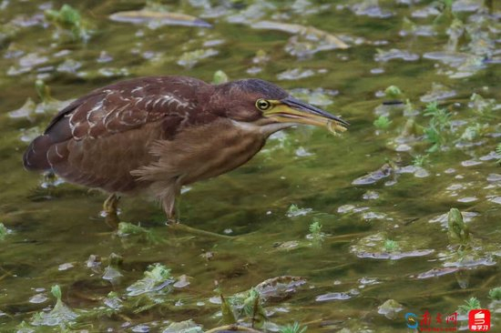 深e度｜观鸟，看见大湾区生态的脉动