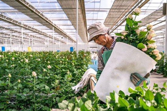 习近平总书记关切事|幸福生活像花儿一样——把地方特色产业做优做强之二