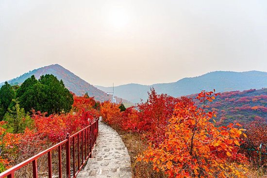 层林尽染引客来～“红叶经济”红透浅山富了乡邻