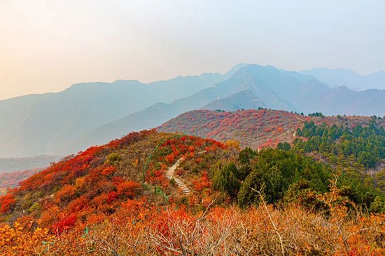 层林尽染引客来～“红叶经济”红透浅山富了乡邻