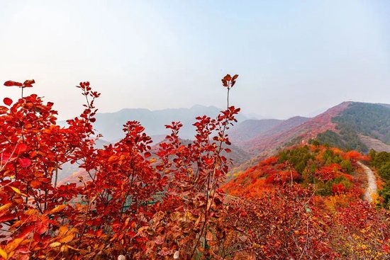 层林尽染引客来～“红叶经济”红透浅山富了乡邻
