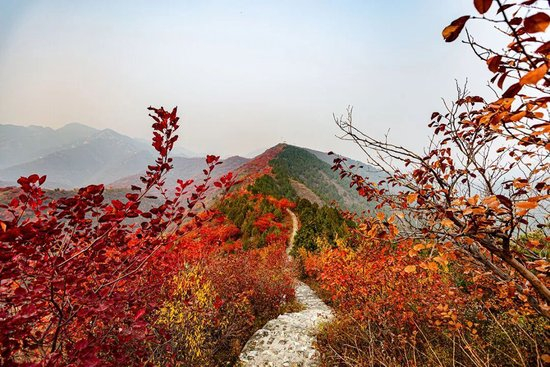 层林尽染引客来～“红叶经济”红透浅山富了乡邻