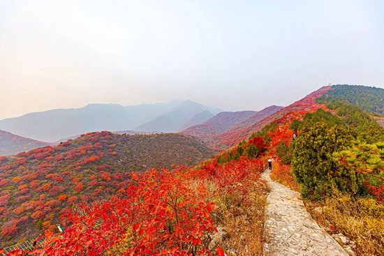 层林尽染引客来～“红叶经济”红透浅山富了乡邻