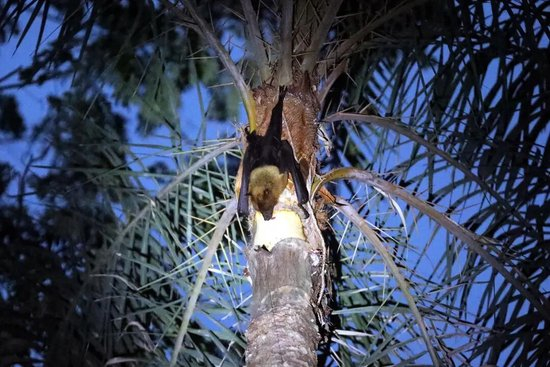 印度在一名有感染症状女子家附近捕获9只蝙蝠，1只有尼帕病毒抗体，华人：当地民众对疫情关注较少，仍有庆典活动正常举行