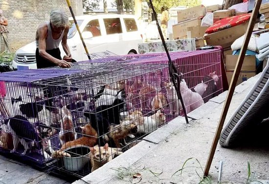 它们被放血，卖出高价